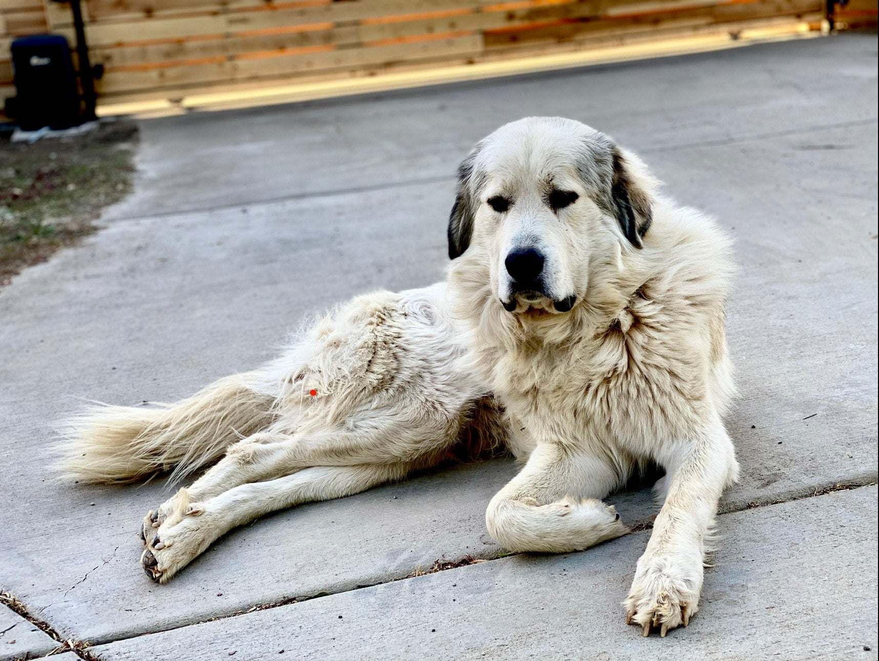 Full Grown Permease Dog Great Pyrenees Dog Breed Health And Care PetMD